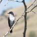 Eastern Kingbird, Kim Williams Nature Trail, Missoula, Montana, August 23, 2023