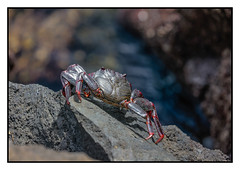 Red Ocean Crab (Grapsus adscensionis) L for large (EXPLORED)