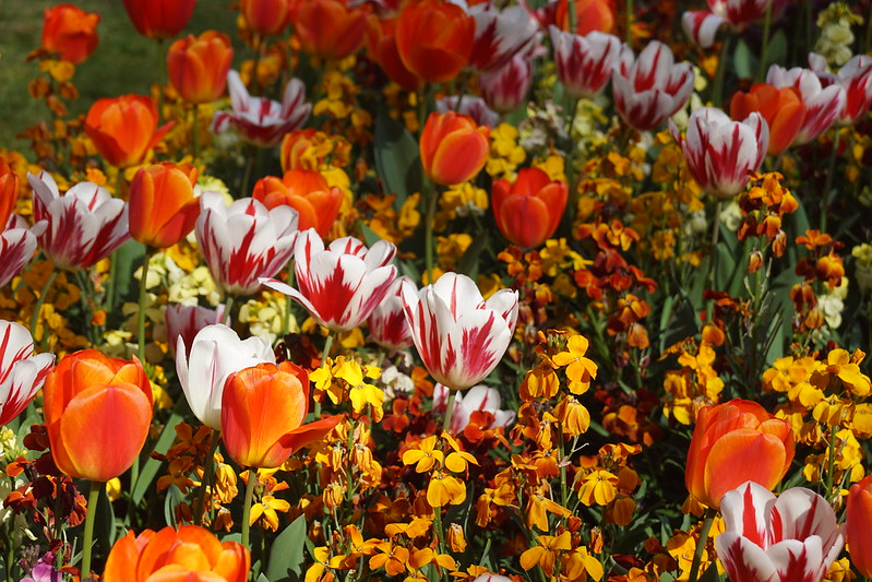 Garden Tulips (Tulipa Gesneriana), Victoria Embankment Gardens, Victoria Embankment, City of Westminster, London, SW1A 2HE<br/>© <a href="https://flickr.com/people/38298328@N08" target="_blank" rel="nofollow">38298328@N08</a> (<a href="https://flickr.com/photo.gne?id=53144678567" target="_blank" rel="nofollow">Flickr</a>)