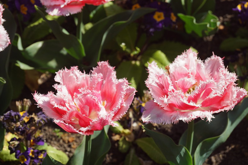 Pink Fringed Tulip (Tulipa Mascotte), Victoria Embankment Gardens, Victoria Embankment, City of Westminster, London, SW1A 2HE<br/>© <a href="https://flickr.com/people/38298328@N08" target="_blank" rel="nofollow">38298328@N08</a> (<a href="https://flickr.com/photo.gne?id=53145452324" target="_blank" rel="nofollow">Flickr</a>)