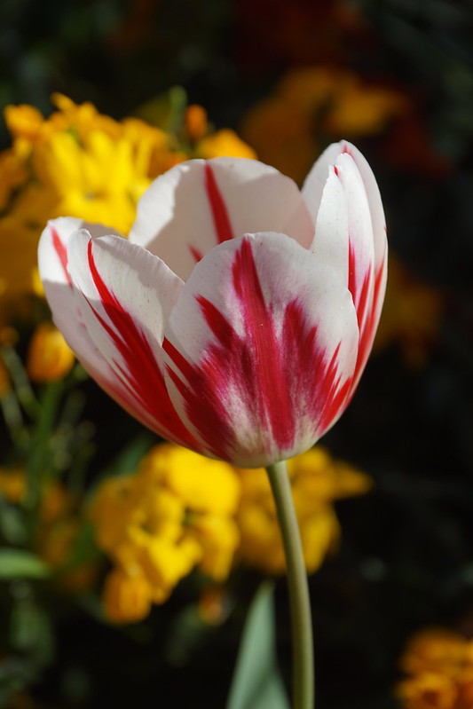 Garden Tulips (Tulipa Gesneriana), Victoria Embankment Gardens, Victoria Embankment, City of Westminster, London, SW1A 2HE<br/>© <a href="https://flickr.com/people/38298328@N08" target="_blank" rel="nofollow">38298328@N08</a> (<a href="https://flickr.com/photo.gne?id=53145682120" target="_blank" rel="nofollow">Flickr</a>)