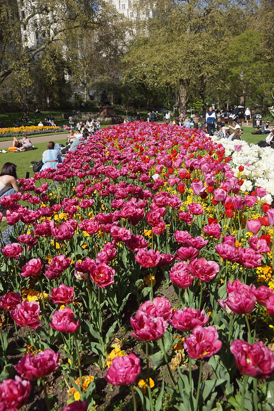 Garden Tulips (Tulipa Gesneriana), Victoria Embankment Gardens, Victoria Embankment, City of Westminster, London, SW1A 2HE<br/>© <a href="https://flickr.com/people/38298328@N08" target="_blank" rel="nofollow">38298328@N08</a> (<a href="https://flickr.com/photo.gne?id=53145687225" target="_blank" rel="nofollow">Flickr</a>)
