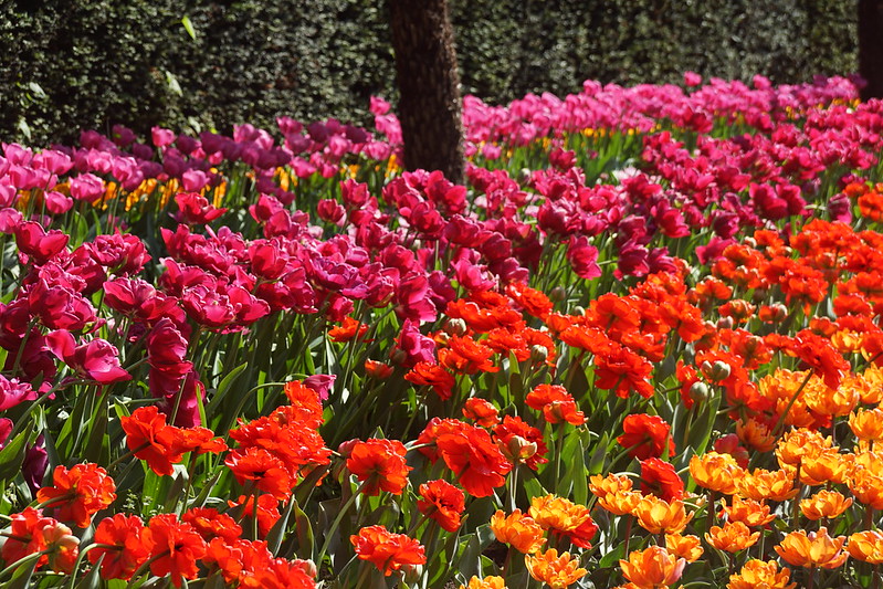 Garden Tulips (Tulipa Gesneriana), Victoria Embankment Gardens, Victoria Embankment, City of Westminster, London, SW1A 2HE<br/>© <a href="https://flickr.com/people/38298328@N08" target="_blank" rel="nofollow">38298328@N08</a> (<a href="https://flickr.com/photo.gne?id=53145757353" target="_blank" rel="nofollow">Flickr</a>)