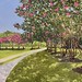 Crepe Myrtles in Bloom 30" x 40" $2000
