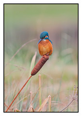 Kingfisher on reed mace -  (Alcedo atthis)