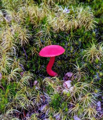 Scarlet Waxcap Mushroom