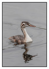 Great Crested Grebe juvenile (Podiceps cristatus) - 2 clicks for ZOOM