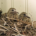2023_08_29_mourning-dove_3