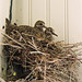 2023_08_29_mourning-dove_6