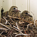 2023_08_29_mourning-dove_4