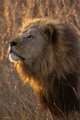 Amazing Lion King (in explore)