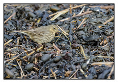 Rock Pipit on the beach - (Anthus petrosus) 2 clicks for large and best view