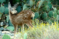 Alert mule deer fawn