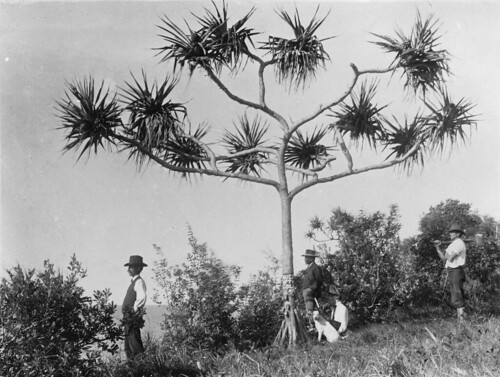 Group of men looking out to sea near the Queen of the Colonies pandanus tree