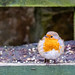 Robin on a Bench at Picton Castle  Gardens - Pembrokeshire, Wales