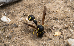 Heath Potter Wasp (Middlebere Heath)