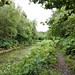 lush greenery along the disused Wey & Arun Canal 1