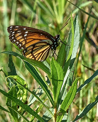 monarch (Danaus plexippus)