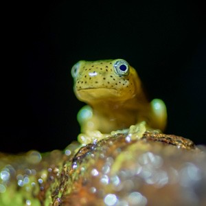 Nature’s Jewel: A Malabar Gliding Froglet