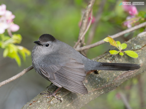 Gray Catbird • <a style="font-size:0.8em;" href="http://www.flickr.com/photos/59465790@N04/53159160196/" target="_blank">View on Flickr</a>