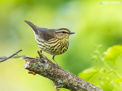 Northern Waterthrush • <a style="font-size:0.8em;" href="http://www.flickr.com/photos/59465790@N04/53159580853/" target="_blank">View on Flickr</a>