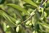A taste of green olives...