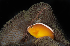Orange skunk clownfish || Wakatobi {Explore 210, 2023/9/3}