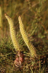 Crassulaceae, Orostachys spinosa, nr Mongolica resort, UB, Mongolia, 27th August 2023