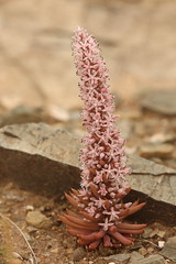 Crassulaceae, Orostachys fimbriata, Hustai NP, Mongolia, 16th August 2023 02
