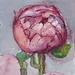 Peony, watercolor on paper.