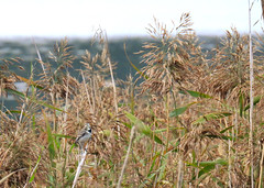 White wagtail, Motacilla alba, Sädesärla
