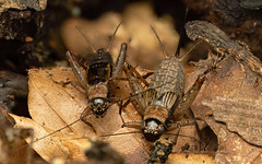 Wood cricket Nemobius sylvestris pair at Rufus Stone
