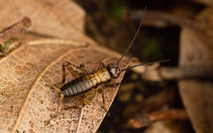 Wood cricket Nemobius sylvestris nymph at Rufus Stone