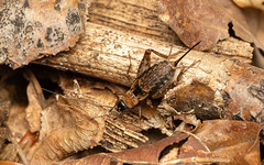 Wood cricket Nemobius sylvestris at Rufus Stone