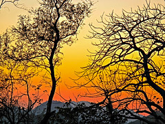 2023 (challenge No. 3 - old unpublished pics ) - Day 244 - Sunset through the trees, Margalla Hills, Islamabad, Pakistan 2016