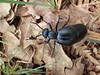 Meloe proscarabaeus - Le Mlo printanier - European oil beetle - 08/04/22