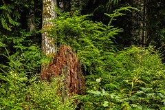 Temperate Rain Forest - Vancouver Island