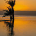 2023 (challenge No. 3 - old unpublished pics ) - Day 250 -  Palm reflections at sunset, Aqaba, Jordan 2008