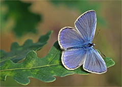 Common blue (Polyommatus icarus)