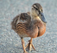 Baby Mallard walking down middle of the road_0686
