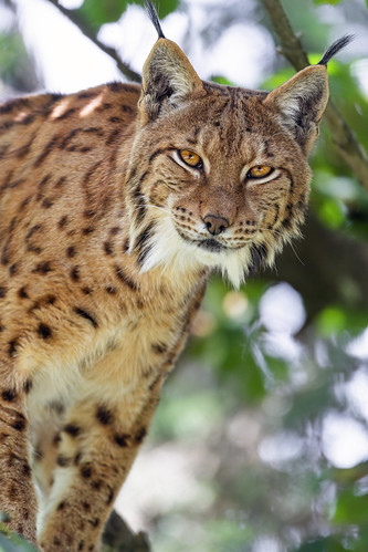 Close lynx on tree