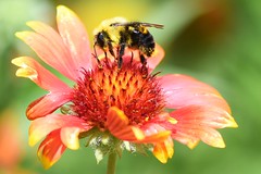 Bee on gallardia flower at the MG meadow area