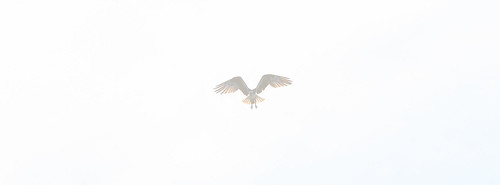 Hovering osprey at Sedge Island