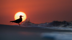Sunrise Silhouette Seagull 9.7.23