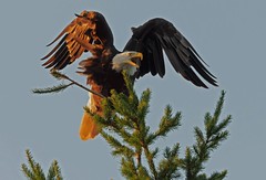 Weißkopfseeadler/Bald eagle
