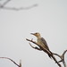 Red-Bellied Woodpecker, Bob Woodruff Park South, Plano, Texas,September 3, 2023