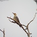 Red-Bellied Woodpecker, Bob Woodruff Park South, Plano, Texas,September 3, 2023