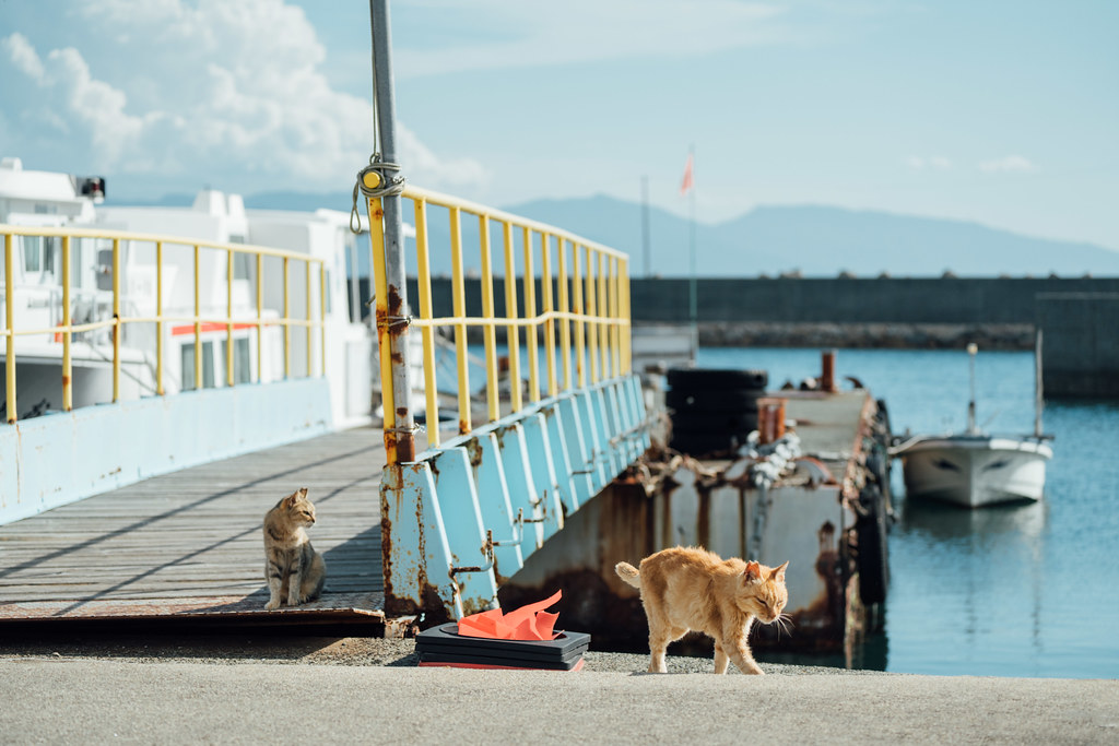 日本四國旅遊｜在僅剩的時間裡，探訪一下最美的貓島吧，曾有上百隻貓咪居住的貓島：日本青島 Aoshima