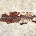 Fossil fish (Fossil Butte Member, Green River Formation, Lower Eocene; Ulrich's Fossil Quarry, west of Kemmerer, Wyoming, USA) 11