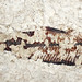 Fossil fish (Fossil Butte Member, Green River Formation, Lower Eocene; Ulrich's Fossil Quarry, west of Kemmerer, Wyoming, USA) 15